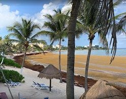 Strand in Akumal (Mexiko): Statt weißem Sand und türkisfarbenem Wasser gibt es dort braune, stinkende Haufen der Sargassum-Alge.  Quelle: Laura Otto