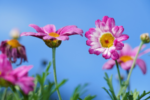 Gartenarbeiten auslagern Symbolbild pixabay