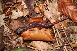 ein Individuum der kleinen Population von Höhlensalamandern im Weserbergland/Solling, Niedersachsen. Die Tiere wurden jetzt sowohl durch genetischen Nachweis als auch aufgrund des äußeren Erscheinungsbilds als Speleomantes italicus bestimmt.  Carl-Henning Loske