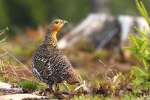 Dem größten Huhn Europas auf der Spur