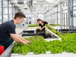 Alle verwendeten Kultivierungssysteme sind hydroponisch, d. h. die Pflanzen werden durch eine wässrige Lösung ernährt. Fraunhofer UMSICHT
