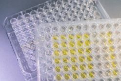 Die zelluläre Reaktion der Reporterhaut auf eine Testsubstanz wird als gelber Farbumschlag einfach kolorimetrisch messbar. Fraunhofer IGB