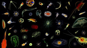 Mikrokosmos im Ozean: Bilder von Plankton, aufgenommen mit einer Unterwasser-Kamera im Nordatlantik.  Hereon/Klas Ove Möller