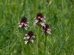 Das Brandknabenkraut Neotinea ustulata ist eine von insgesamt 72 Orchideenarten, die wild in Bayern vorkommen.  Andreas Fleischmann  SNSB-BSM