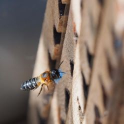 Eine Mörtelbiene trägt ein Stück PE-Schaumstoff in ihr Nest.  Foto: Felix Fornoff