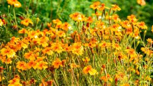 Studentenblume (Tagetes tenuifolia) nach dem Regen.  HHU / Arne Claussen