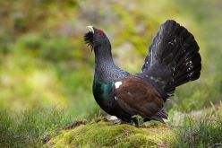 Auerhuhn-Monitoring in Bayern: Viele Nachweise, deutliche regionale Unterschiede