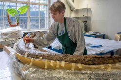 Eiszeitkrimi: Taimeringer Mammut wurde vermutlich zerlegt von Jägern und Sammlern