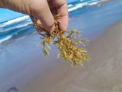 Die Sargassum-Alge - eine Klimaretterin?  Copyright: Ute Marx