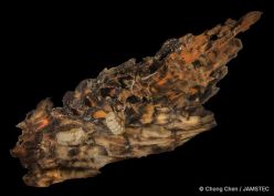 Ferreiraella populi gehört zu einer seltenen und spezialisierten Gruppe von Weichtieren, die ausschließlich auf versunkenem Holz in der Tiefsee leben.  Copyright: Chong Chen/JAMSTEC