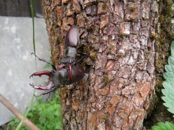Käfer mit Geweih gefunden! Mehr als 2.300 Hirschkäfer gemeldet