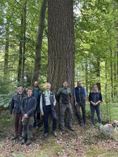 Teilnehmende der Exkursion vor einer mächtigen Douglasie: v. l. n. r. Leonhard Steinacker (LWF), Konrad Gebhard (LWF), Hermann Stocker (BaySF), Dr. Peter Pröbstle (LWF), Martin Pohl (BaySF), Markus Riebler (AELF Augsburg) und Marie Neufanger (LWF).  Quelle: D.Gerstmair/LWF