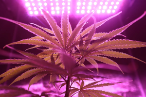 Cannabis für den Eigenbedarf Symbolbild