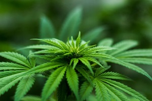 Cannabis im Garten legal anbauen Symbolbild