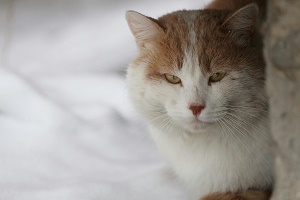 katzenversicherung Symbolbild pexels
