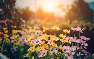 Der familienfreundliche Garten 2024 Symbolbild pixabay