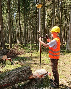 Positionsbestimmung an einer gerade gefällten und vom Borkenkäfer befallenen Fichte