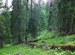 Subalpine Fichtenwälder, wie hier im Naturwaldreservat Wettersteinwald, gelten als besonders anfällig gegenüber den Folgen des Klimawandels  Foto: LWF