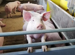 Mit einfachen bautechnischen Maßnahmen lassen sich die Emissionen von Schadgasen aus Mastschweineställen deutlich reduzieren – so ein Zwischenergebnis der Universität Hohenheim aus dem Verbundprojekt EmiMin.  Universität Hohenheim / Lilly Wokel