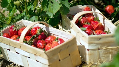 Erdbeeren - lecker und gesund