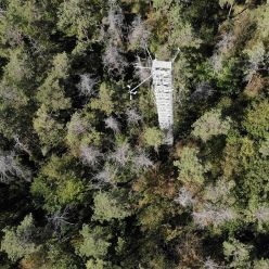 Luftaufnahme des Versuchswaldes bei Hartheim mit dem 30 Meter hohen Kronenzugangsturm im September 2023. Im gesamten Wald sind abgestorbene Waldkiefern und Lücken im Kronendach erkennbar.  Copyright: Fabio Scarpa