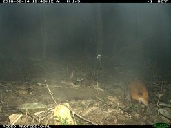 Neue eierlegende Säugetierart Wilting A/Leibniz-IZW