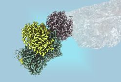 Mit einem bakteriellen Enzym könnte man zukünftig Plastik nachhaltig erzeugen  Quelle: Dr. Virginia Geisel  Copyright: Max-Planck für terrestrische Mikrobiologie/Geisel