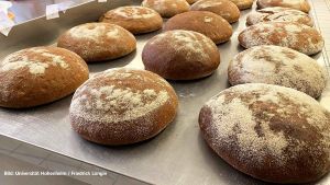 Vom Acker bis in die Backstube: Im Projekt Betterwheat untersuchen Forschende unter anderem, wie sich der Nährstoffgehalt im Weizenbrot künftig steigern lässt. Quelle: Longin Copyright: Universität Hohenheim