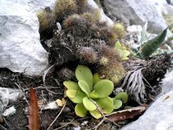 Pinguicula agnata wächst in Mexiko oft zusammen mit anderen Sukkulenten wie Kak-teen und Agaven.  Quelle: Fernando Rivadavia