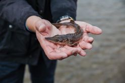 Ein junger Europäischer Stör kurz vor dem Besatz in die Elbe.  Quelle: Sascha Hilgers/BMUV