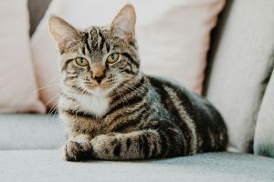 Katzenversicherung für ältere Katzen Symbolbild