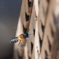 Plastikverschmutzung schädigt Bienen