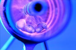 Lupinensamen während der Behandlung in einem Plasma-Reaktor. Die physikalische Methode reduziert samenbürtige Erreger und unterstützt eine nachhaltige Pflanzenproduktion.  Copyright: INP