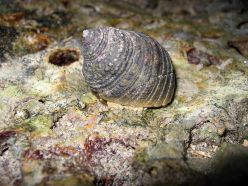 Monodonta labio (Linnaeus, 1758), Bunaken National Park, Sulawesi Island, Indonesia  Copyright: SNSB-ZSM, Sektion Mollusca