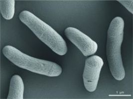 Mikrobe des Jahres 2025:  „Keulenbakterium“ Corynebacterium glutamicum - Weltmarktführer im Tonnenmaßstab