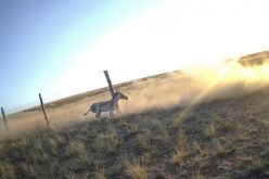 Kulane werden in die Freiheit entlassen  Quelle: ADCI  Copyright: Altyn Dala Conservation Initiative