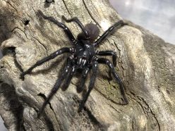 Ein männliches Exemplar der neu beschriebenen Art „Newcastle Funnel-web“ (Atrax christenseni)  Kane Christensen