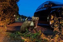 Viele Laternenparker können ein Lied davon singen: Immer wieder vergreifen sich Marder im Sommer an den Brems- oder Kühlwasserschläuchen ihres Autos. Foto: HUK-COBURG.