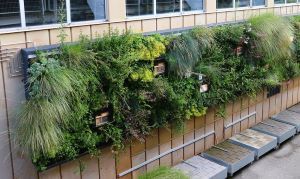 Bei der Wilden Klimawand handelt es sich um ein innovatives Grünfassaden-system zur Förderung der Biodiversität und Klimaresilienz in urbanen, hochverdichteten Räumen  © Fraunhofer IBP