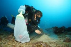 Die Zukunft der Korallen – Was Röntgenuntersuchungen zeigen können