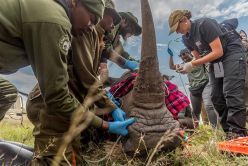 Embryotransfer in Südliches Breitmaulnashorn  Quelle: Rio Marvin  Copyright: Rio Marvin/BioRescue