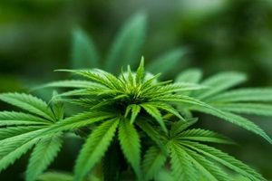 Cannabis im Garten legal anbauen Symbolbild