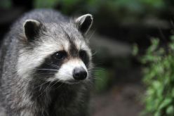 Porträt eines Waschbären (Procyon lotor)  Quelle: Paul Dierkes  Copyright: Goethe-Universität Frankfurt