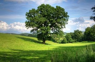 Immergrüne Bäume Symbolbild pixabay