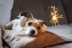 5 Expertentipps für ein entspanntes Silvester mit Ihren Vierbeinern