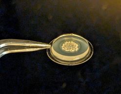 In Hydrogel eingeschlossene Organismen produzieren medizinische Wirkstoffe  INM