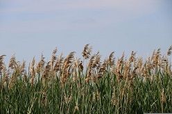 Schilfrohr (Phragmites australis) ist eine Art, die in Paludikulturen auf wiedervernässten Moorflächen angebaut werden kann. Es ist ein guter Naturbaustoff, da es keine Feuchtigkeit aufnimmt und nur langsam verrottet.  Boroiu Cosmin / Pixabay.