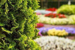 Green Thumb Leitfaden Symbolbild