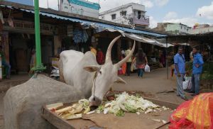 Milchkuh in einer Gasse im dichtbesiedelten Bengaluru  Quelle: Amelie Bernzen  Copyright: Universität Vechta