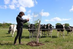 Unter den jungen Bäumen werden Kühe bald ein schattiges Plätzchen finden.  Quelle: Nadine Zirbes  Copyright: Thünen-Institut/Nadine Zirbes